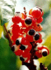 huile de guarana pour le dieu KURUPI