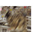 La musique et les chats