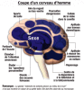 Encephale masculin