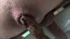 Pousse Mec Pousse (attention video scat)