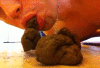 Mange Merde Pour Jeune Keum (attention video scat)