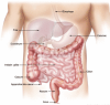 La flore intestinale