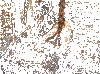 gif zapping