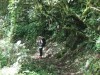 bruit-foret.jpg