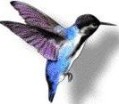colibri