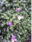 violettes2-du-6mars08.jpg