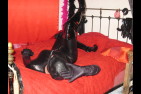 Féline catwoman new combinaison 025