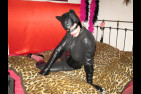 cat miaou 3