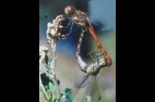 libellules-rouges.jpg