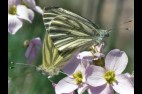 papillons-blancs-sur-cardamine.jpg