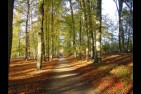 chemin.jpg