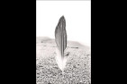 Belles plumes