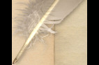 Belles plumes