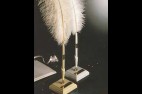 Belles plumes