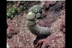 cactus.jpg