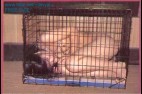en cage