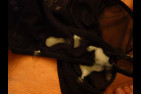 New-17-Re-colte.jpg