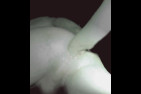 _albums_précédents