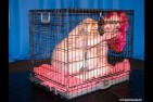 badpuppy003-1.jpg