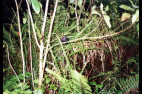 GUADELOUPE-2000--35.jpg