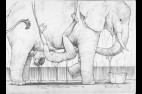 004