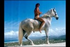 horse7.jpg