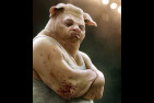 pig-02
