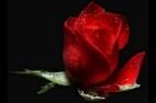 Rose Rouge (3)