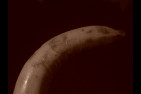 Banane01