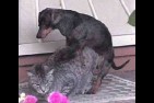 dogcat