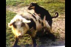dogpig2