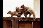 squirrels