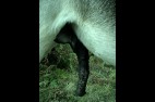 vhxsqkdh[1]