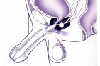 Anatomie   11 