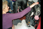 Dog argentin noir-5