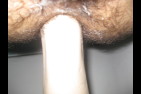 gode fist