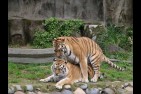 tigre