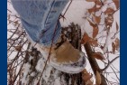 BOOTS-1