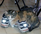 Ma-chatte-est-une-sneaker.jpg