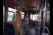 exhib dans un bus