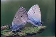 couple-de-bleus-2.jpg