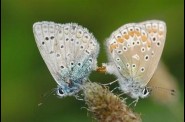couple-de-bleus.jpg