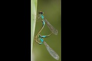 demoiselles.jpg