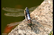 libellules-6.jpg