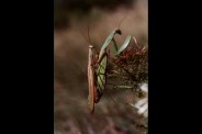 mantes.jpg
