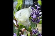 papillonsblancharenatoche.jpg