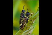 tu-le-sens-mon-dard.jpg
