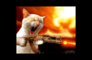 0chat-qui-tue.gif