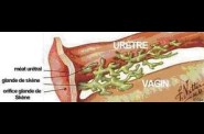 uterus_glande_de_skenes.jpg