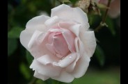 rose0001.jpg